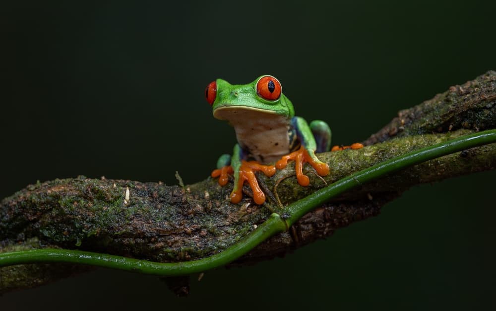 Rane del Costa Rica: quali osservare?