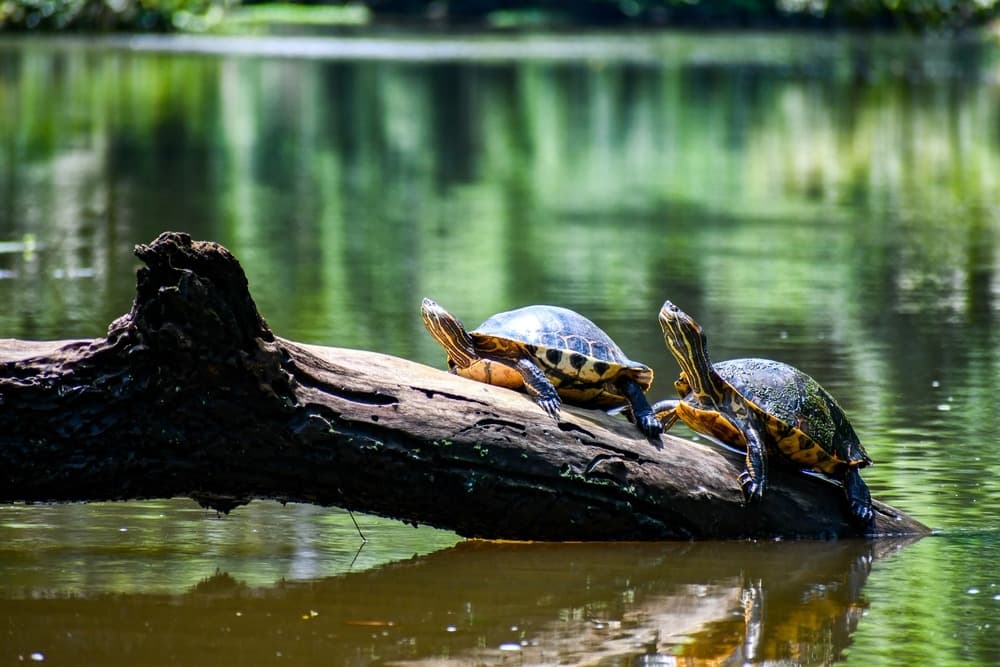 Quali sono gli animali emblematici del Costa Rica da vedere durante un viaggio?